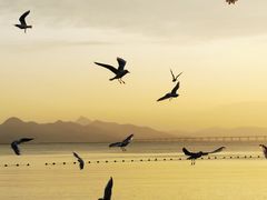-深圳湾公园(南山区)