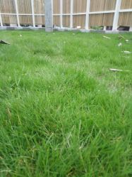 别墅草坪-母意月子中心