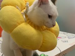 -伟伟宠物医院·瑞派猫友好医院·猫科(光谷店)