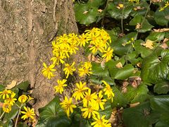 -西湖风景区十里琅珰-五云山