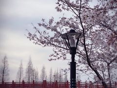 -高东镇樱花园