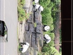 -都江堰中华大熊猫苑
