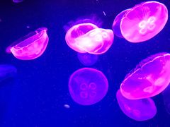 -成都浩海立方海洋公园