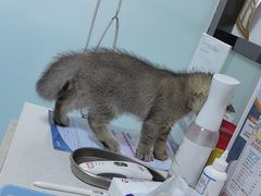 -嘉馨宠物医院·CT影像转诊·心脏科·犬猫全科诊疗中心(下沙大学城院区)