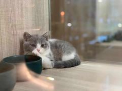 -飞行喵MR PILOT|猫舍·猫咖(静安大融城店)