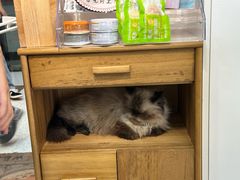 -喵园·猫主题咖啡厅·撸猫·猫咖(国贸店)