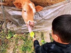 -小鱼草莓采摘园农家乐·小鱼餐厅