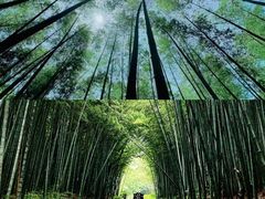 -同里国家湿地公园