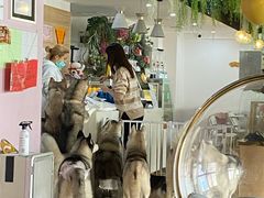-Husky Go! 哈士奇体验馆·宠物咖啡厅狗咖