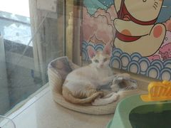 -糯米喵星人总部直营旗舰店·猫舍·幼猫出售