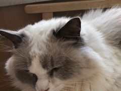 -鼓捣猫呢主题猫咖店