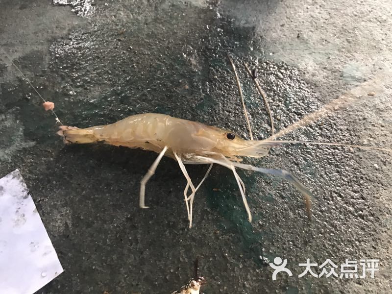大笨象烧烤钓虾场(桥中坦尾店)图片 - 第89张