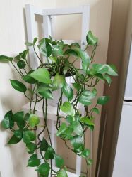 -净妍美肌专业净毛嫩肤连锁机构