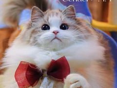 -宠颐生宠物医院·骨外科·犬猫全科诊疗中心(池州店)