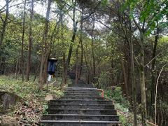 -铁山坪森林公园