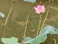 -海珠湖公园