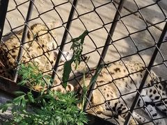 -大连森林动物园