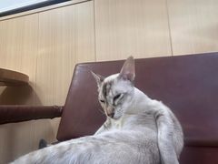 -MOCHA明星猫咖(田子坊店)