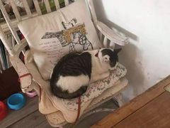 -海边的猫和咖啡馆