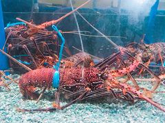 -Isla Sugbu Seafood City