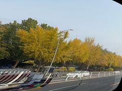 -三里屯东五街银杏大道