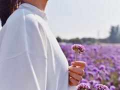-北京东方普罗旺斯薰衣草庄园