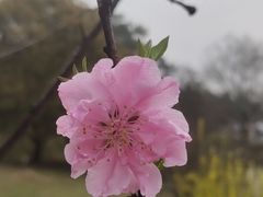 -杭州植物园