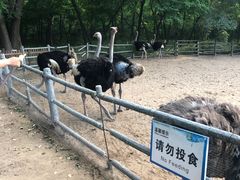 -秦皇岛野生动物园