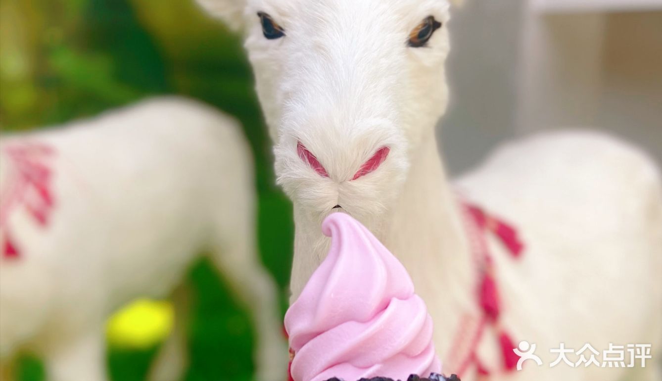 全网最萌奶茶粉羊羊新品上市啦