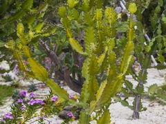 仙人掌-三亚亚龙湾凯莱仙人掌度假酒店