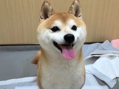 -康成宠物医院24H·CT·核磁共振