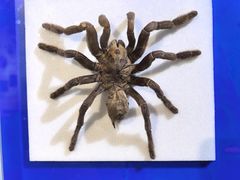 -上海昆虫博物馆