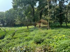 -野蔓果·山野菜(西湖景区·龙井茶田店)