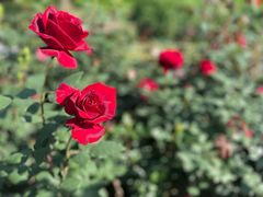 -上海滨江森林公园