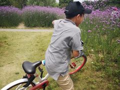 -鹅湖玫瑰文化园