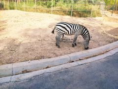 -清迈夜间动物园