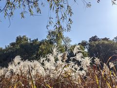 -上海共青森林公园