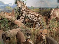 -陕西自然博物馆