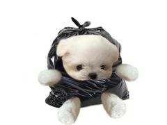 -老炳·七丛松甘草水果