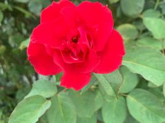 -亚龙湾国际玫瑰谷