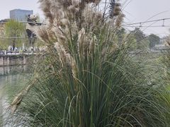 -成都市活水公园