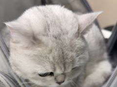-安安宠医宠物医院·异宠·犬猫内科(岳阳分院)
