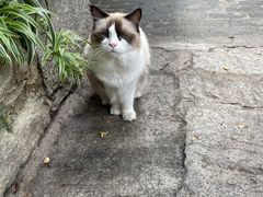 -喵屿·大理花园猫咖