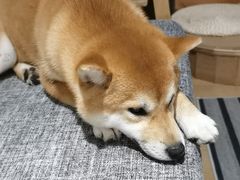 -南京Hallo宠物乐园·哈罗犬舍·柴犬繁育基地
