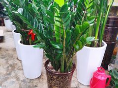 -秦美花卉(天朗·莱茵小城2期店)