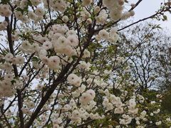 -天适樱花悠乐园