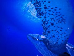 -海合安武汉极地海洋公园