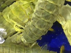 -渔民新村(番禺总店)