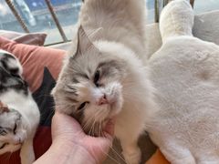 -有喵·猫咖·狗咖·30几只猫10只小狗(岗厦店)
