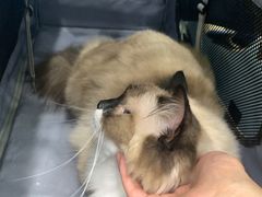 -宠福鑫康馨动物医院·骨科·眼科